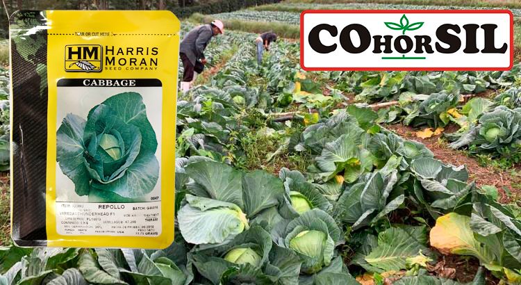 COL REPOLLO SIR (REDONDO LISO) (10x12 plantas) - Agroteibe