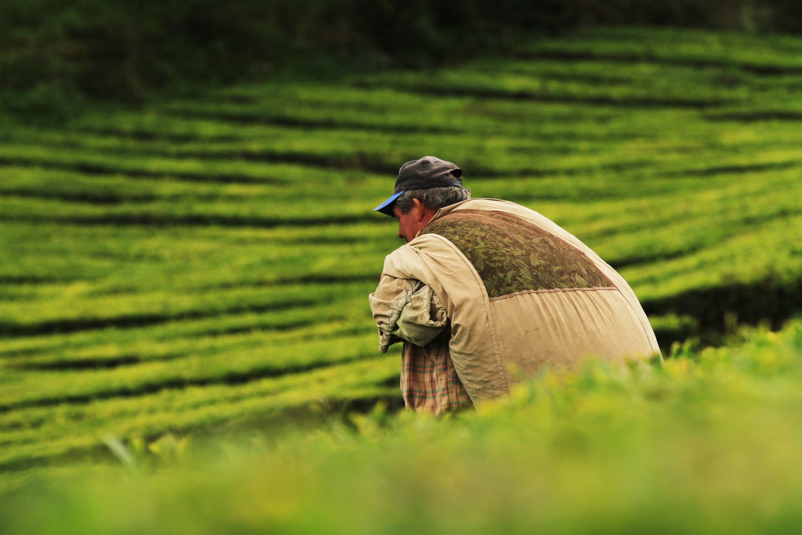 Insumos Agricolas